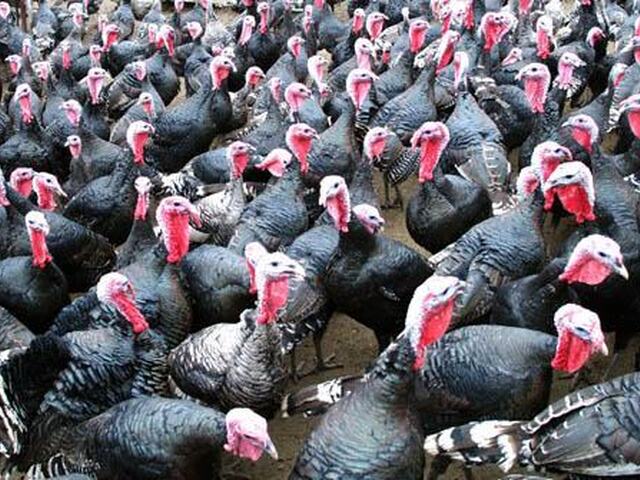 Tuke i pivci ocisceni