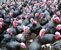 Tuke i pivci ocisceni