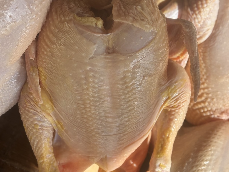 Domaci pilici i pijevci