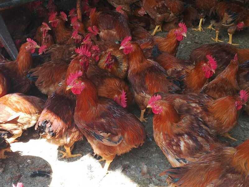 Domaći pijevci za klanje