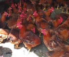 Domaći pijevci za klanje