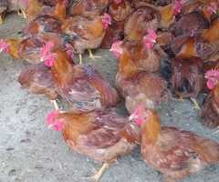 Domaći pijevci za klanje