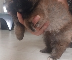 Njemački mali špic, čupavi štenci